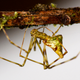 Mottled Molokai spider.